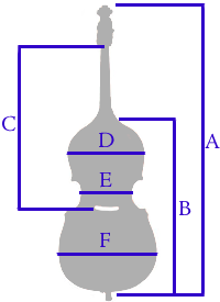 dbass size chart